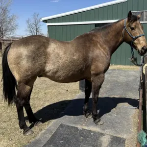 GEM 2014 GRADE BUCKSKIN GELDING