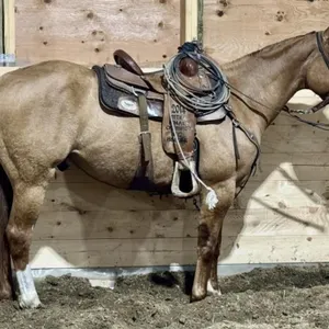 DHS ALABAMA LENNY 2022 AQHA DUN GELDING