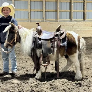 MARBLE 2016 GRADE PINTO PONY GELDING