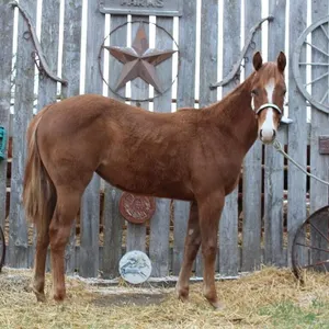 DACS CONS ON FIRE 2025 AQHA SORREL FILLY