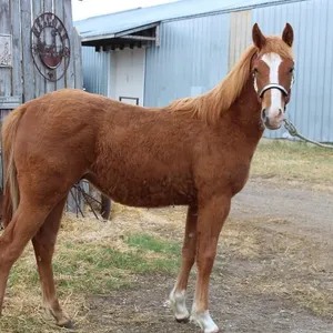 DACS ROCKIN SIX 2025 AQHA SORREL GELDING
