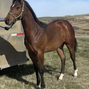 LLW PEPS CATCH ASTAR 2025 AQHA BAY STALLION