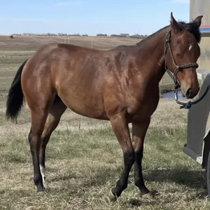 LLW PEPS TALLY BAR 2025 AQHA BAY FILLY