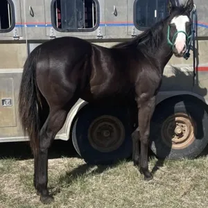 LLW PEPS BLACK SONNY 2025 APHA BLACK STALLION