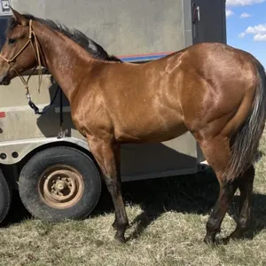 LLW PEP 2EYED TWISTER 2025 APHA BAY STALLION