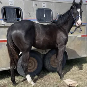 LLW PEPS BLACK BELLE 2025 APHA BLACK FILLY