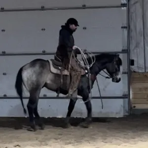 LLW GAMBLERS WHISKEY 2024 AQHA BUCKSKIN GELDING