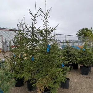 Balsam Fir