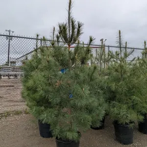 White Pine