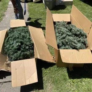 2 - Christmas Trees