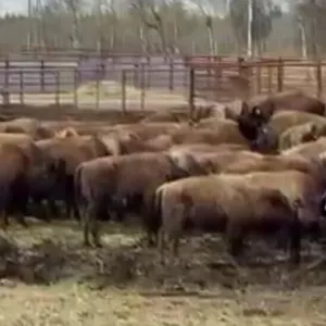 BLACK POWDER 90 MXD. BISON BASE: 575 RED WATER, AB