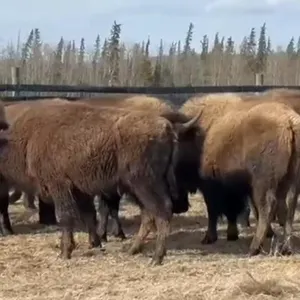 NORTH SHORE 54 MXD. BISON BASE: 500 SLAVE LAKE, AB
