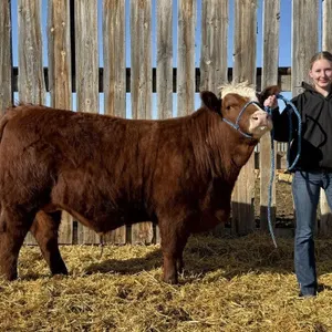 2026 Vulcan 4H Beef & Pheasant Auction