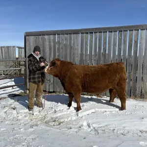 Laine Messerli - 4H Steer - Champion 4H Multi Club