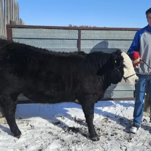 George Greene - 4H Steer - Champion 4H Multi Club