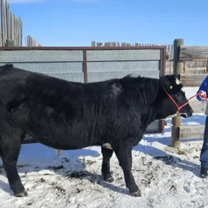 Garnet Greene - 4H Steer - Champion 4H Multi Club