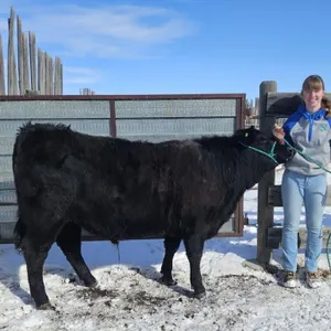 Annelise Greene - 4H Steer - Champion 4H Multi Clu