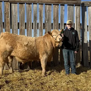 Spencer Wyatt - 4H Steer - Champion 4H Multi Club
