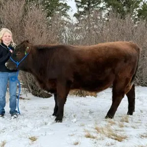 Brooklyn Sheppard - 4H Steer - Lomond 4H Beef Club