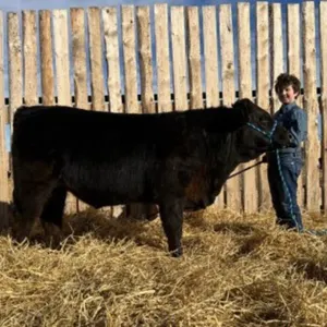 Chet Oldfield - 4H Steer - Lomond 4H Beef Club