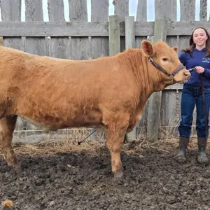 Camryn Bertschy - 4H Steer - Lomond 4H Beef Club