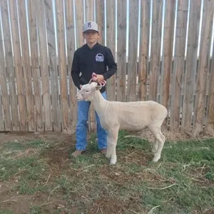 Jeffery Blatz - 4H Lamb - Lomond 4H Sheep Club