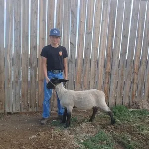 Jerry Blatz - 4H Lamb - Lomond 4H Sheep Club