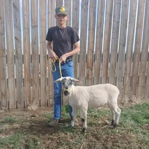 Fernando Blatz - 4H Lamb - Lomond 4H Sheep Club