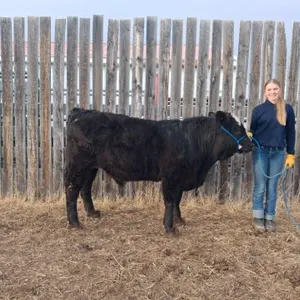 Paxton Monner - 4H Steer - Lomond 4H Beef Club