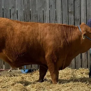 Grayson Honess - 4H Steer - Lomond 4H Beef Club
