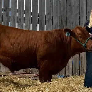 Peyton Honess - 4H Steer - Lomond 4H Beef Club
