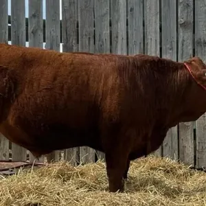 Heston Honess - 4H Steer - Lomond 4H Beef Club