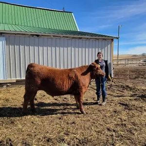 Addison Wyatt - 4H Steer - Arrowwood Beef Club