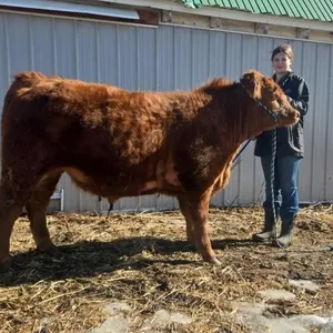 Leah Wyatt - 4H Steer - Arrowwood Beef Club