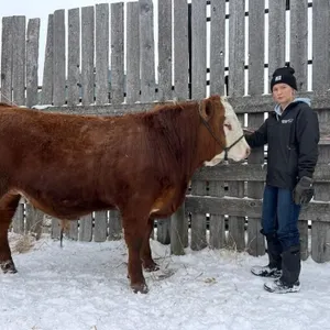 Taya Cockwill - 4H Steer - Arrowwood Beef Club