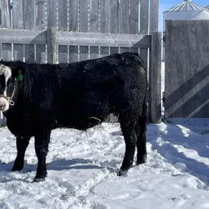 Griffin Gateman - 4H Steer - Arrowwood Beef Club