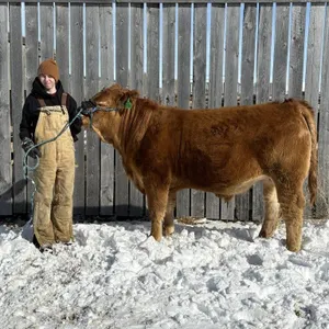 Weston Messerli - 4H Steer - Champion 4H Multi Clu