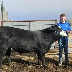 Gabe Greene - 4H Steer - Champion 4H Multi Club