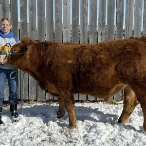 Faron Messerli - 4H Steer - Champion 4H Multi Club