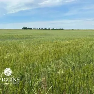 6/11 80 +/- Ac. of Productive Cropland, Blaine Co., OK