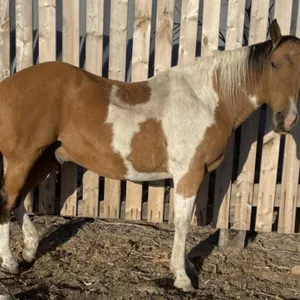 PAINT 2008 GRADE PINTO GELDING