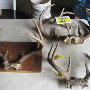 Deer Antlers