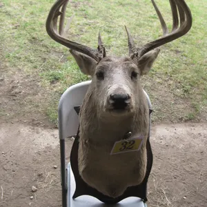 Deer Antlers