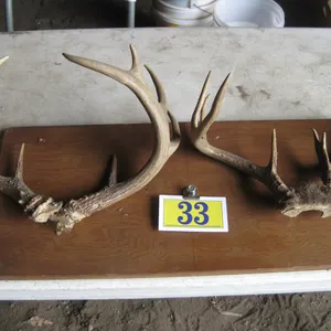 Deer Antlers