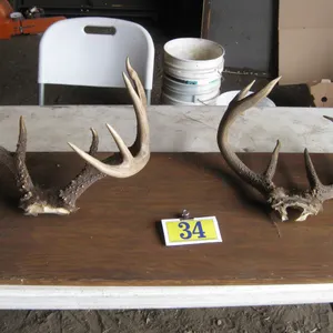 Deer Antlers
