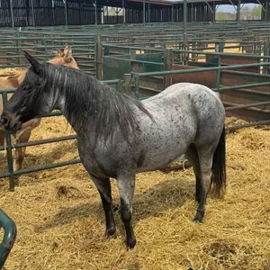 RS TARVER BLUE ANGEL 2013 AQHA BLUE ROAN MARE