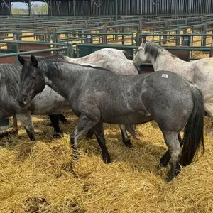 RS TARVER EBONY MISS 2012 AQHA BLUE ROAN MARE