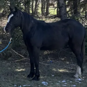 SEAMUS 2024 GYPSY CROSS BLACK GELDING