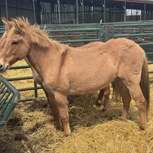TOM 2017 RED DUN JOHN MULE