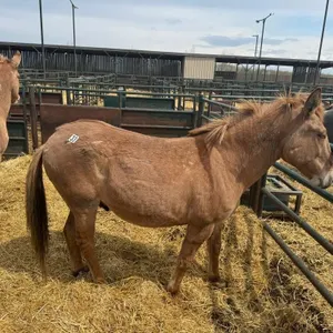 JERRY 2018 RED DUN JOHN MULE